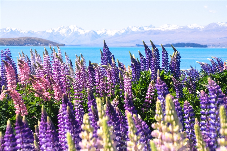 Lupines. Taken in New Zealand in 2013. 