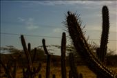 Cacti: by carwynjones, Views[226]