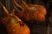 Lobsters: by carwynjones, Views[256]