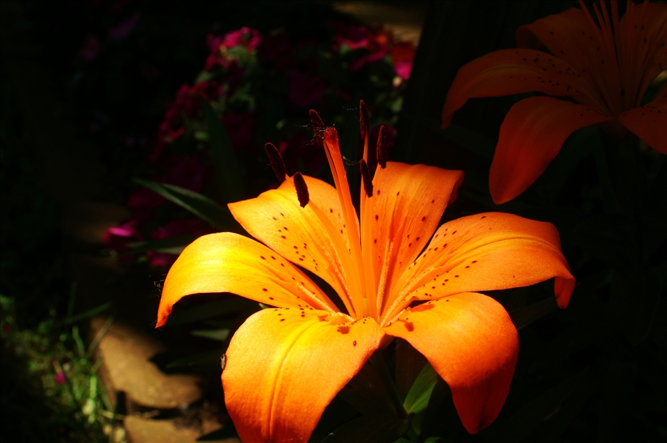 Elegantly lit Tiger Lily baths in sunlight in a backyard garden