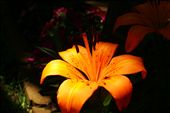 Elegantly lit Tiger Lily baths in sunlight in a backyard garden: by caseymae, Views[458]