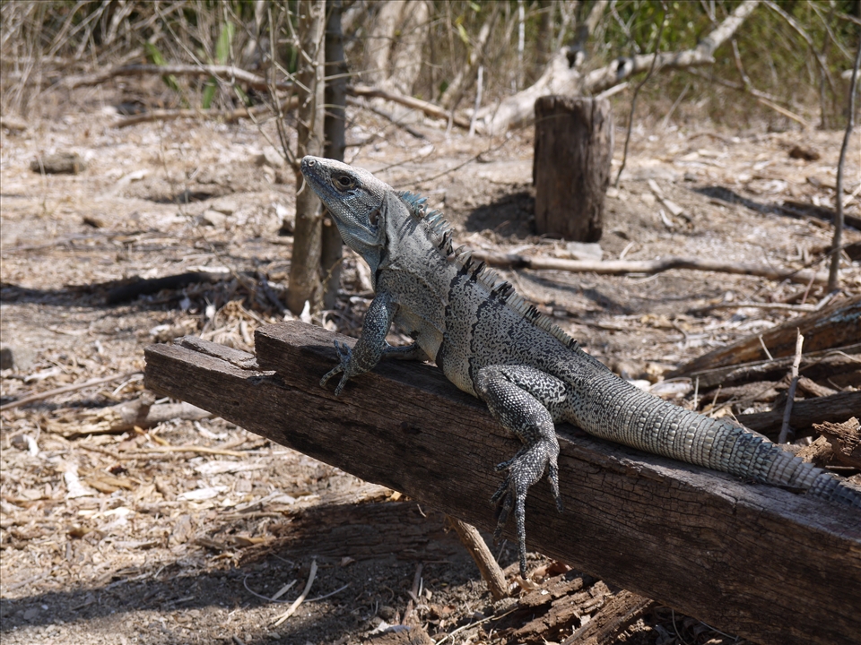 Lizard clutches driftwood as he tries to warm up in the sun