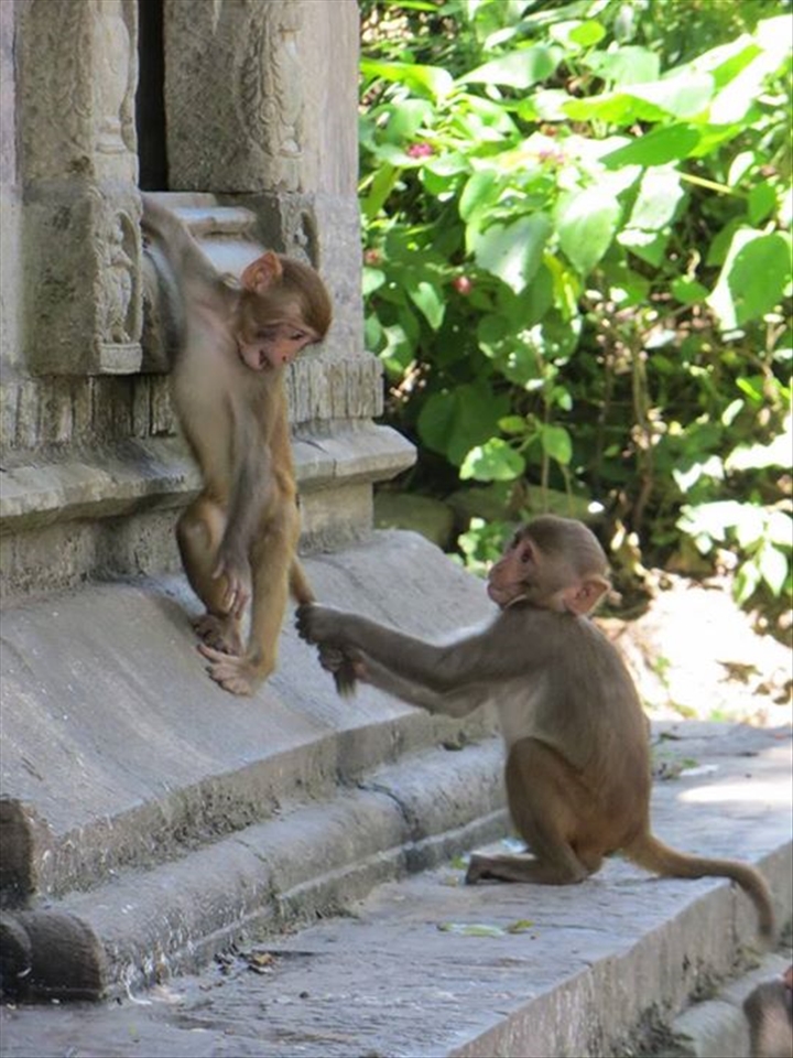 Playful monkeys at Pashupatinath are not phased by their solemn surroundings of the holy crematorium.