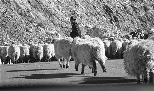 I chose this shot because i especially like the expression of the man as he turns his head to the camera while two of his sheep run behing him.