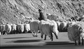 I chose this shot because i especially like the expression of the man as he turns his head to the camera while two of his sheep run behing him.: by catalinabusoi, Views[253]