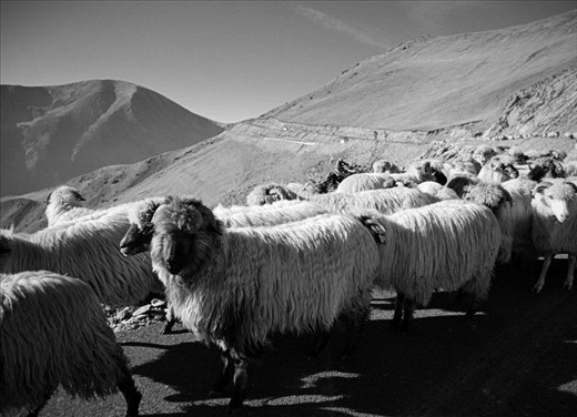 A photo of a herd on Transalpina.Romania's highest rode,over 2000 m.