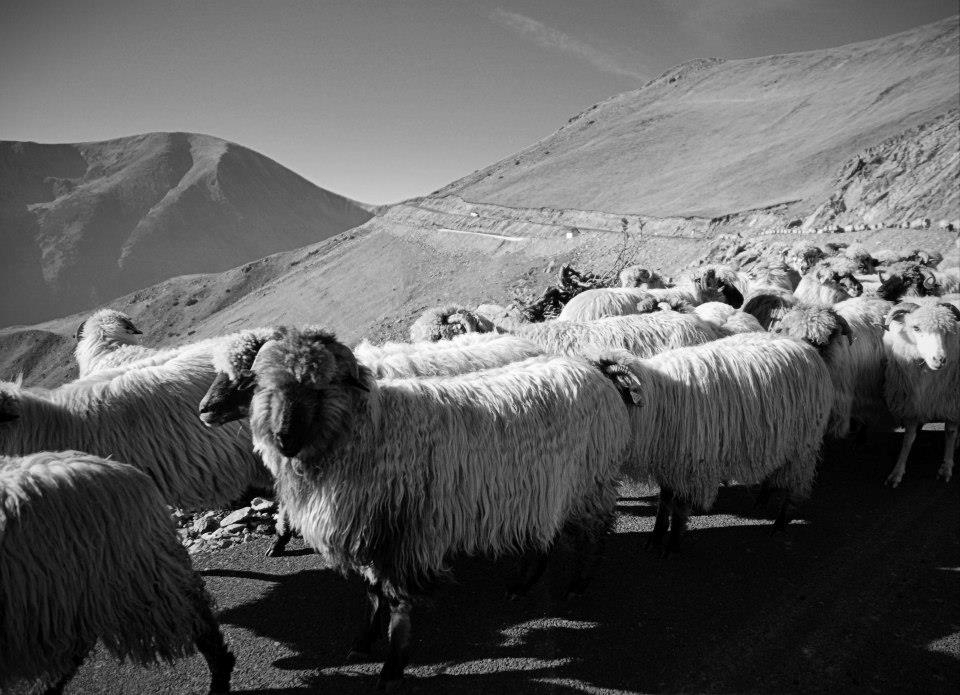 A photo of a herd on Transalpina.Romania's highest rode,over 2000 m.