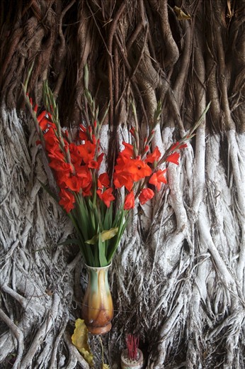 Worshiping Ancestors is perhaps the strongest tradition in Vietnam.  Shrines and places of worship can be found in the most obscure places.  This ancient tree has been used to host traditional incense and gifts for one families ancestors.