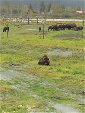 AWCC: by catherinetr, Views[117]