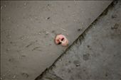A doll lies abandoned in a gutter after heavy rain in Kabul. 

The drains running alongside either side of the roads in Kabul are usually uncovered and are often used to dispose of rubbish and sewerage. : by cathjam, Views[1575]