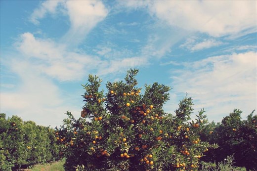Orange you pretty, South Africa?!