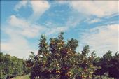 Orange you pretty, South Africa?!: by cayly, Views[193]