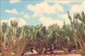 Paarl: by cayly, Views[183]