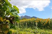 Paarl: by cayly, Views[161]