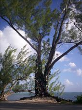 by cayman_adventurer, Views[317]