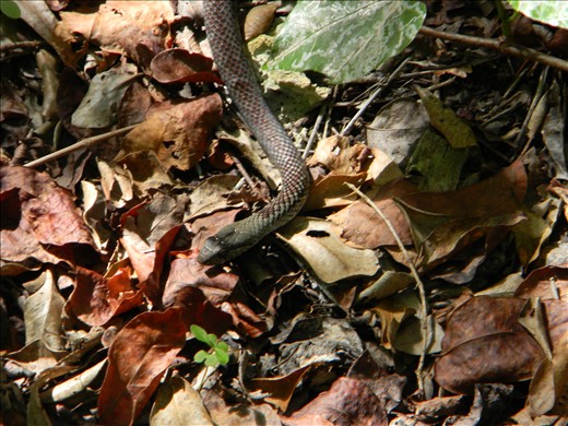 This is what we were greated by on our first trip to the botanic gardens