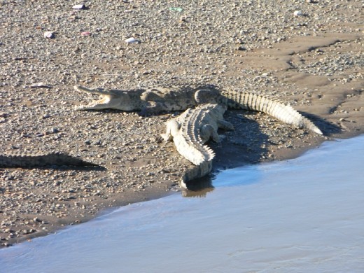 Crocodiles sunbathing in the Tarcoles river - they look small in the picture but were about 8feet long in reality!