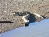 Crocodiles sunbathing in the Tarcoles river - they look small in the picture but were about 8feet long in reality!: by cayman_adventurer, Views[269]