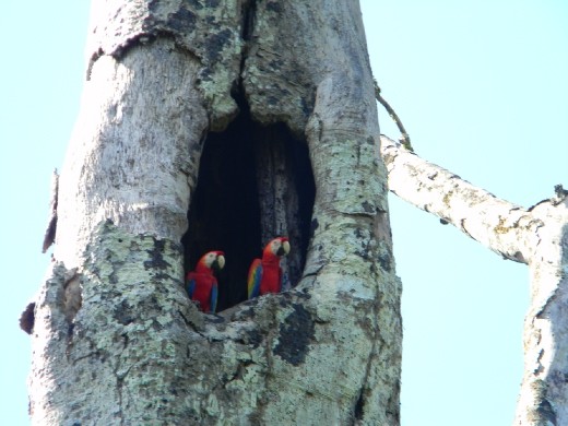 The rare Scarlet Macaw's in their tree nest.