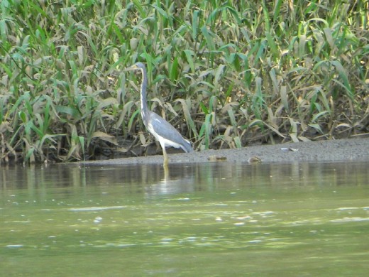 Heron