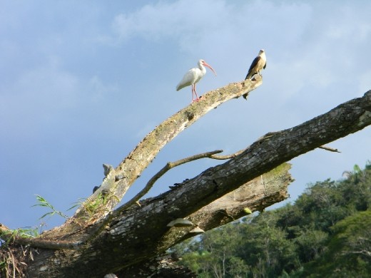 Yellow-headed Caracara, *****, and iguana all sharing a perch!