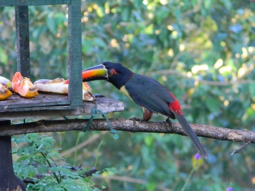 Fiery billed toucan feeding on bananas on the bird table at Cerro Lodge.