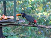 Fiery billed toucan feeding on bananas on the bird table at Cerro Lodge.: by cayman_adventurer, Views[292]