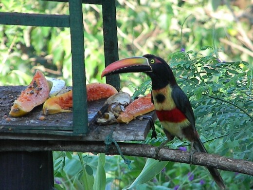 Fiery-billed Araçari toucan.