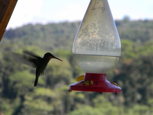 Humming bird on feeder at roadside cantina en route to Volcan Poas.