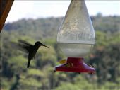 Humming bird on feeder at roadside cantina en route to Volcan Poas.: by cayman_adventurer, Views[382]