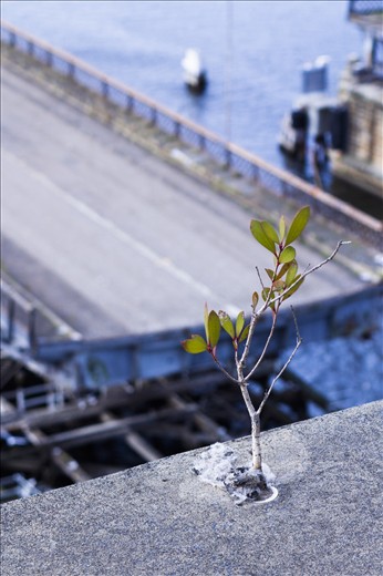 Anzac Bridge where a sapling struggles to hold its place in the world