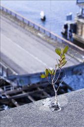Anzac Bridge where a sapling struggles to hold its place in the world: by cbee, Views[307]