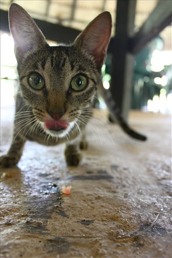 Stray cat scavenging for scraps of food in Taironaka.
