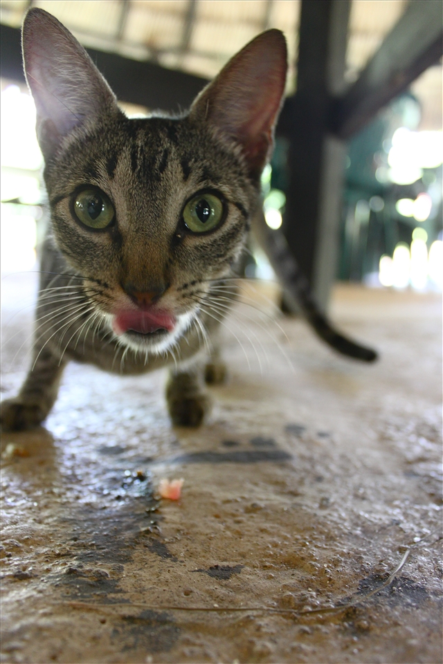 Stray cat scavenging for scraps of food in Taironaka.