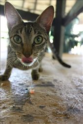 Stray cat scavenging for scraps of food in Taironaka.: by cbos, Views[304]