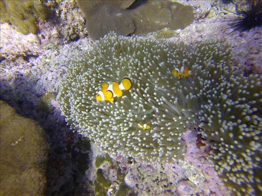 False clownfish on the reef in Phuket Thailand. 