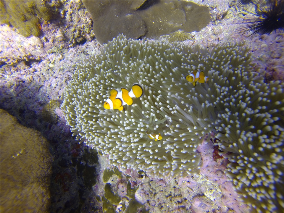 False clownfish on the reef in Phuket Thailand. 