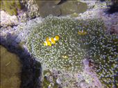 False clownfish on the reef in Phuket Thailand. : by cbrosen, Views[350]