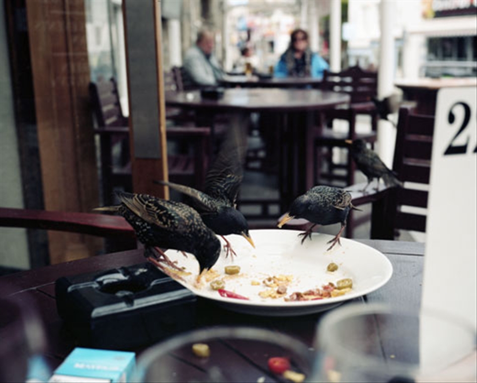 Starlings eating from plate 