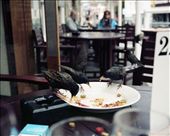 Starlings eating from plate : by cdatta, Views[178]