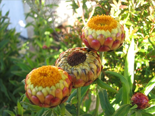 Suddenly, weird flora and fauna appears while ascending.