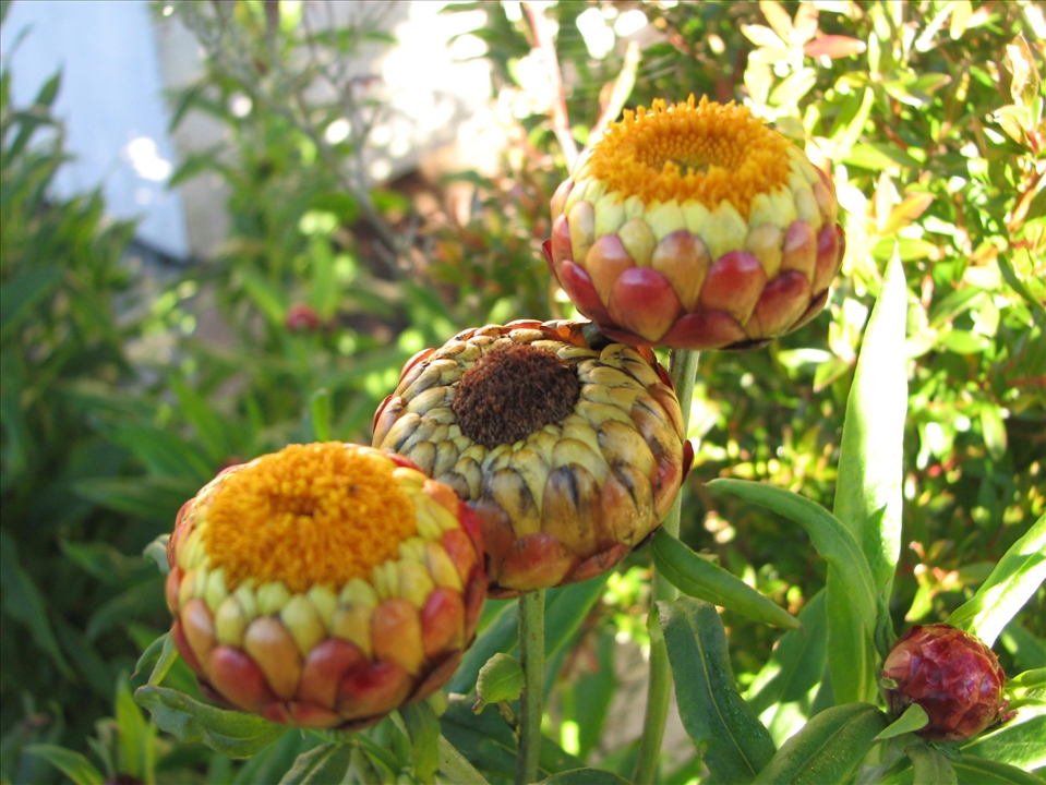 Suddenly, weird flora and fauna appears while ascending.