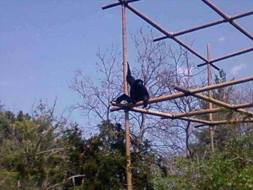 Cincinnati Zoo, Cincinnati, Ohio, USA