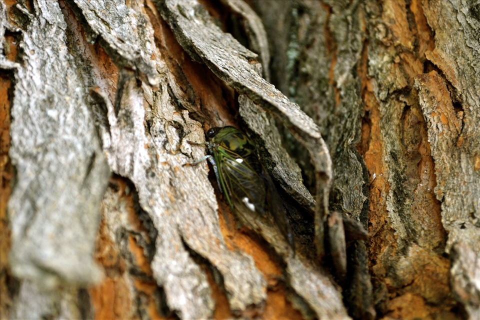 A cicada about to shed his shell the summer of 2014 in my backyard. 