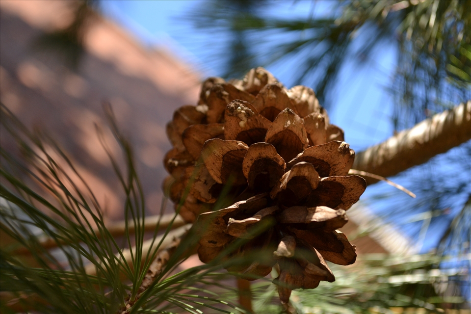 A pinecone outside of my residence Sophomore year of college mid morning.