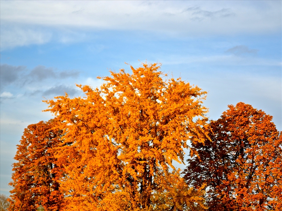 A sunset on Autumn leaves on my college campus taken my freshman year. 