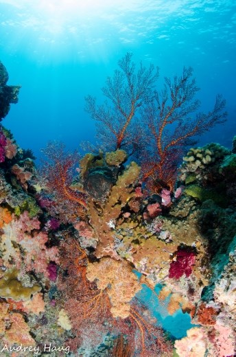 Coral Reef