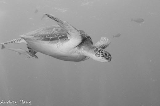 Sea Turtle