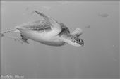 Sea Turtle: by cedarkehoe, Views[164]