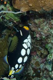 by cedarkehoe, Views[164]